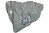 Iridescent Ammonite (Psiloceras) Fossil - England #350958-1